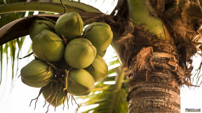 Национальная валюта   кокосы
это прямо детская мечта, чтобы деньги росли на дереве