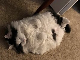 "я не толстый, у меня кость пушистая".