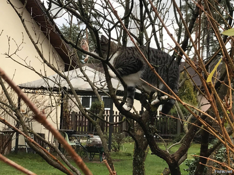 Сосед осенью повесил на дерево сало для синичек у себя на участке. Мой кот оценил этот жест :D