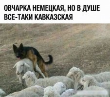 С кем поведешься - от того наберешься?
