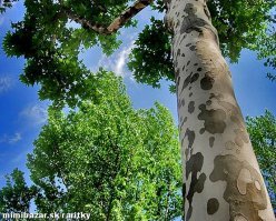 20 прекрасных генетических мутаций у людей