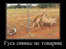 Не трогай моих детей! Гусыня утопила атаковавшую её птенцов чайку