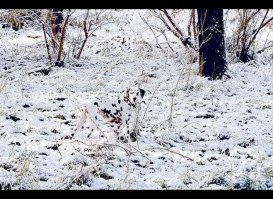 Искусство маскировки: cможете ли вы найти слившегося с окружающей средой снежного барса?
