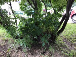 Старая игра найди кота