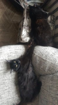 Потарзаним тетушку Нику