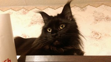 Залезу повыше и буду излучать пафос