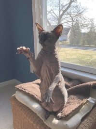 Образ кошки в демотиваторах