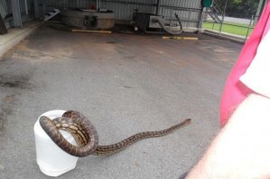 Змея укусила американца в глаз на пороге дома его друга