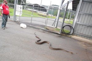 Змея укусила американца в глаз на пороге дома его друга