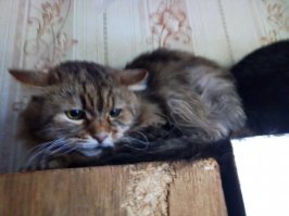 Ксения напоминает мне котика, впервые увидевшего собаку.