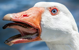 Чайка - дура. Только дура могла непочтительно отнестись к зверю с такими зубами:
