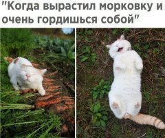 Образ кошки в демотиваторах