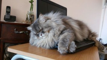 Этой заметкой я и отдал дань творчеству М.Задорнова ! Не очень нравятся постановочно-наряжаемые фото с кисиками , но коты красавчики ! А для меня самый " маданистый " - мой красвчик ! :)
