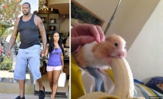 Хомячки, застуканные за обжорством