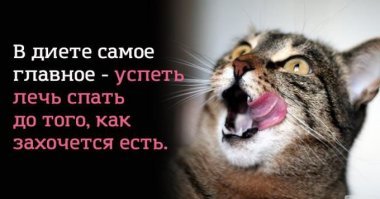 В шутку и всерьез о лишнем весе и диете