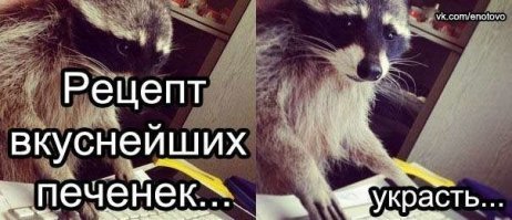 20 правил жизни енотов