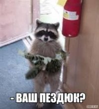 20 правил жизни енотов