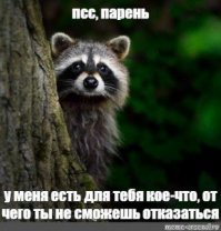 20 правил жизни енотов