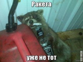 20 правил жизни енотов