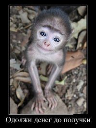 Обезьяна ограбила кассира платной парковки в Индии