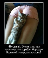 Как гладить кошку?