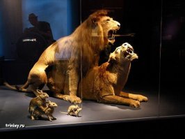 Токсидермисты вообще странный народ. Сделано неплохо, но зачем? Что торгуют - молодцы. В целом не купил бы такое, это не милятина вроде пушной форели.