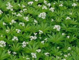 Вот Вам вудраф - Подмаренник душистый + 1 мин гуглить.

А тут Вам хватит копировать на 10 лет: