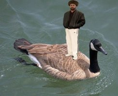 Скажу больше - корявый и неумелый фотошоп от новичка. На эту несчастную утку кого только не сажали.
Для полной картины забыли фотошопную слониху, которая львёнка несёт - туда же, на утку сажайте для полноты картины.