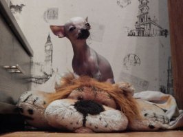 А, помоему, это не кошка, а голый чихуй. Вроде такие бывают.