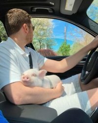 На природу, на шашлычки!