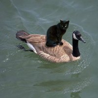 Кот на утке явный фотошоп. Утиная шея тень отбрасывает, а кот почему-то нет...