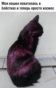 Впервые увидел кота, которому необходим Head & Shoulders шампунь для удаления перхоти.