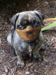 ....на собаках должен быть намордник
Да, особенно на таких