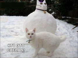 Прикольные и смешные картинки