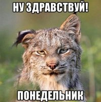 15 картинок, в которых комментарии интереснее фотографий