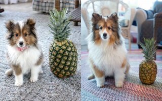 Араб скажет, что ананас удивительно хорошо вырос на ковре))