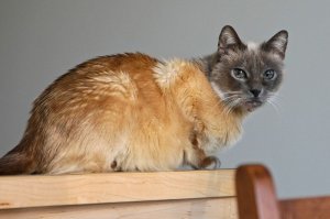 Не фотошоп, а природа: 17 питомцев с необычным окрасом