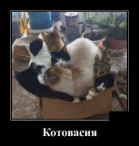 Образ кота в демотиваторах