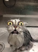 Ванной я боюсь круче чем коты ее боятся :)
Под душем постоять - ну это еще ладно, но лезть в ванну где мокрая вода еще и с пеной... фу мерзость!



Еще я заметил, за собой такую особенность, что когда бреюсь как пижон теплой водой - да пофиг какая бритва, все равно как минимум 3 пареза,
а вот когда холодной (это в армии приучили, там только холдная вода и была, зато много) все норм.!!!!
Даже если с похмелья бреюсь тупой как жопа бритвой 

но самый шок меня ожидал, после просмотра вот этого видео!
Я думал это со мной, что то не так, и мне нужно лечиться, а оказывается, я не один такой, и это... ну бывает такое у многих (регулярная шизофрения  )


P/S/
  Я вылечился (женился) :)