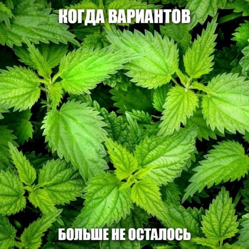 Смешные картинки