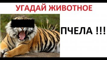 Африканские фермеры научились правильно отпугивать слонов