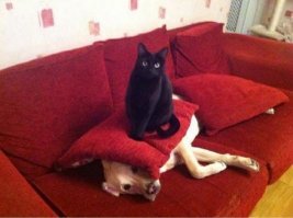 Кошки v/s собак