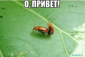 Редкий жук, ты враг или друг: почему майские жуки не встречаются ежегодно?