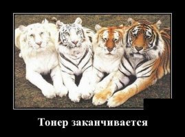Образ кота в демотиваторах