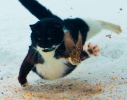 Скорость и грация )