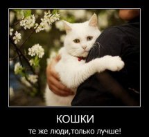 Образ кота в демотиваторах