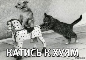 Кошки v/s собак