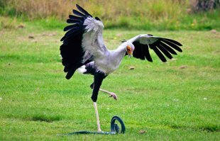 Птица-секретарь: готовый персонаж для мультфильма Pixar