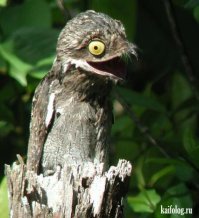 20 случаев, когда птицы были смешнее и харизматичнее всех остальных существ вместе взятых