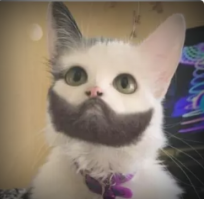 Не фотошоп, а природа: 17 питомцев с необычным окрасом